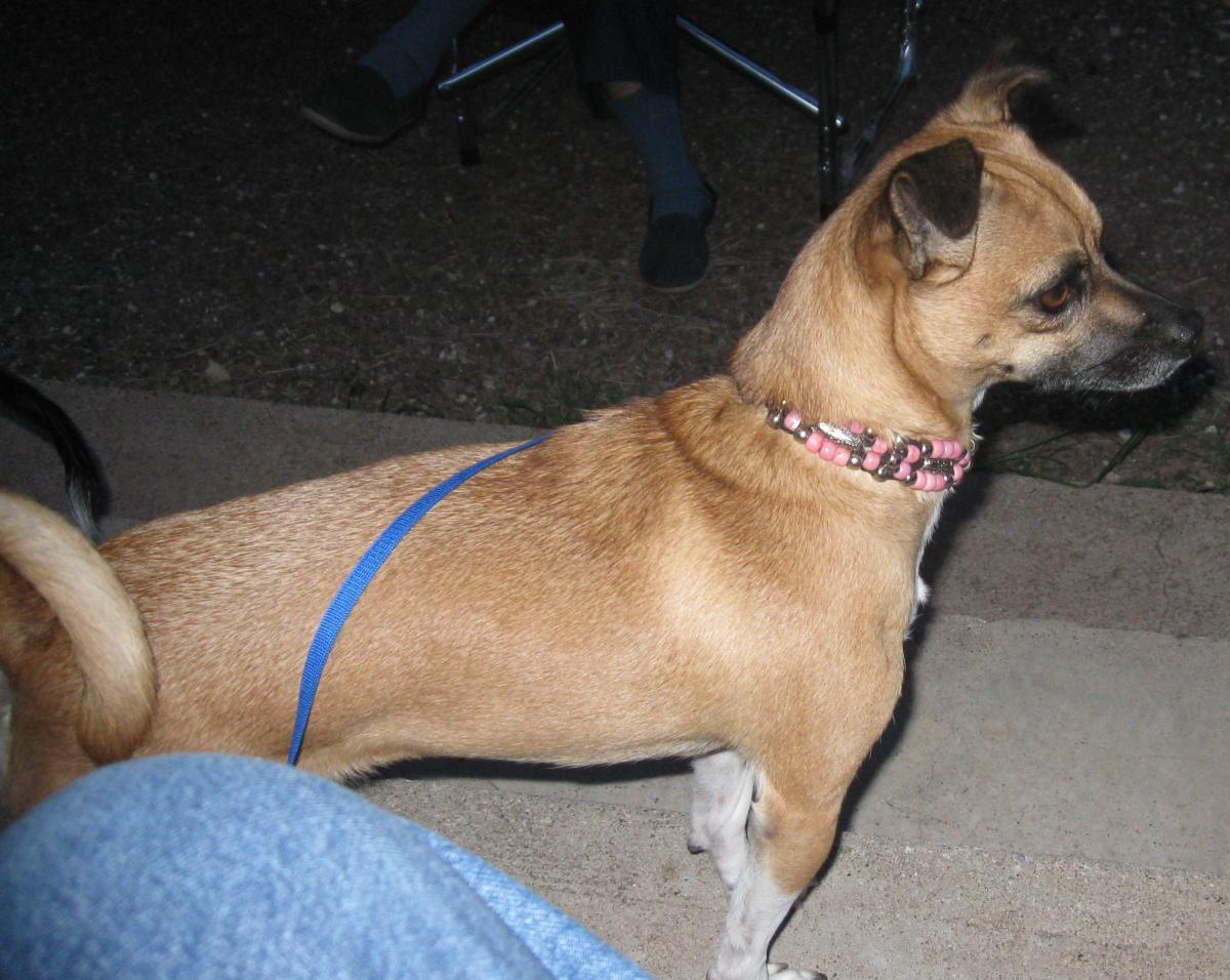 Image of Peaches, Lost Dog