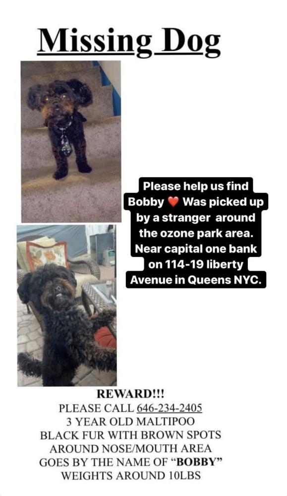Image of Bobby, Lost Dog
