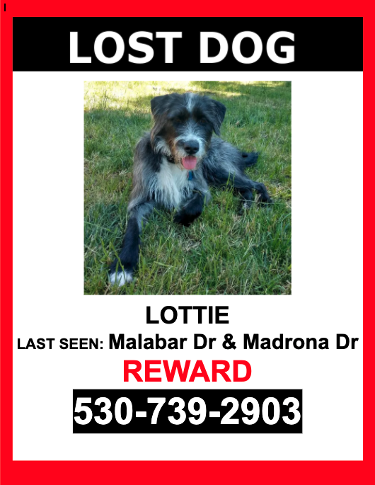 Image of Lottie, Lost Dog