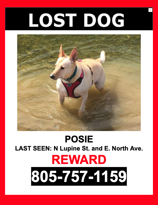 Image of Posie, Lost Dog