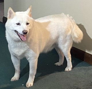 Image of Chunky, Lost Dog