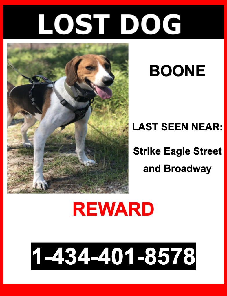 Image of Boone, Lost Dog