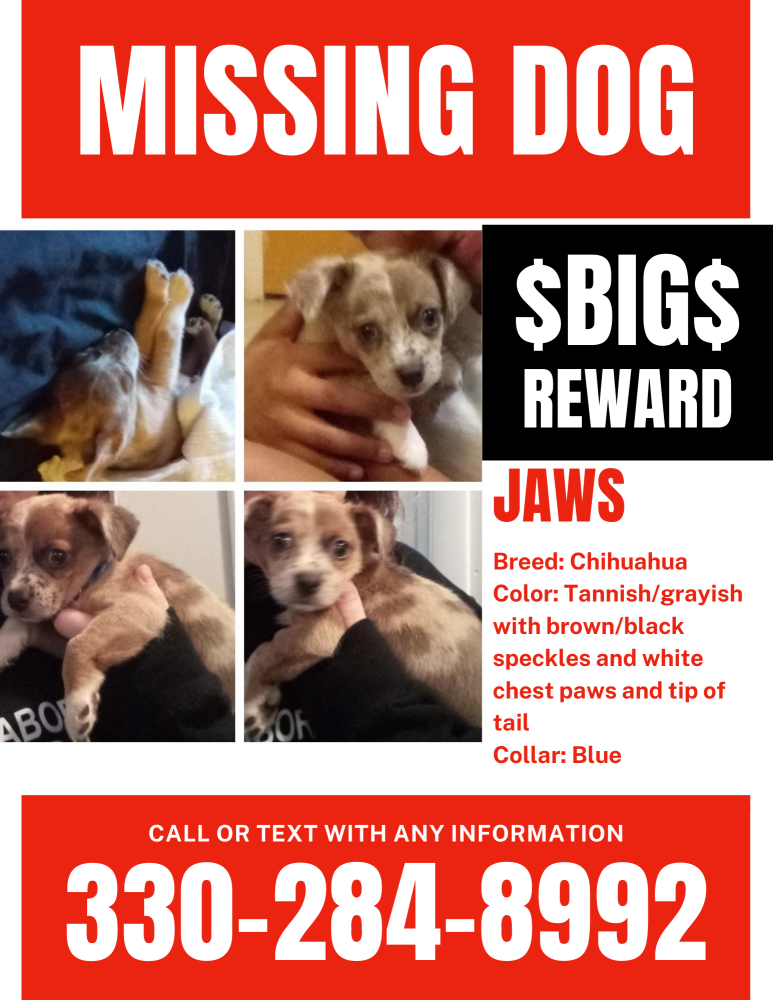 Image of Jaws, Lost Dog