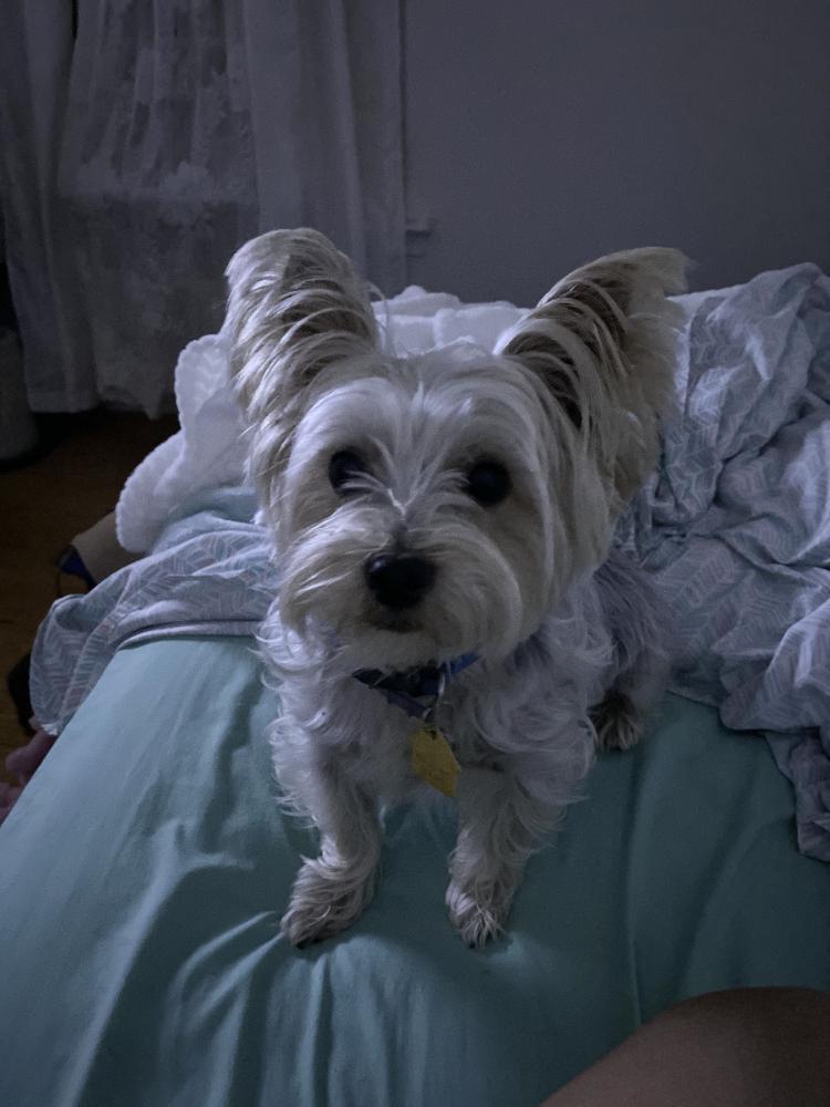 Image of Rosco, Lost Dog