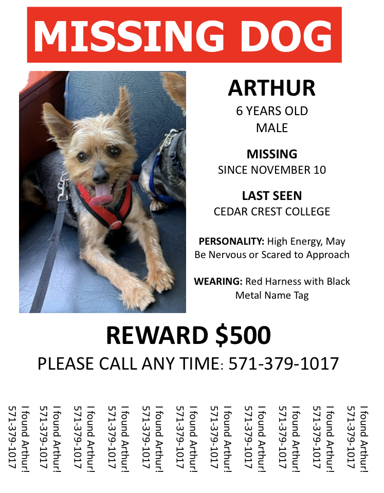 Image of Arthur, Lost Dog