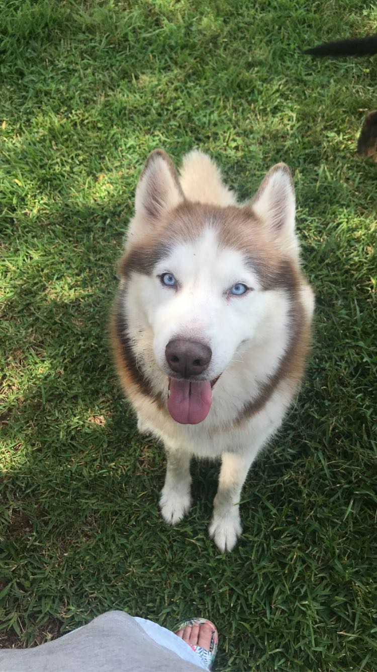 Image of Red/white husky, Lost Dog