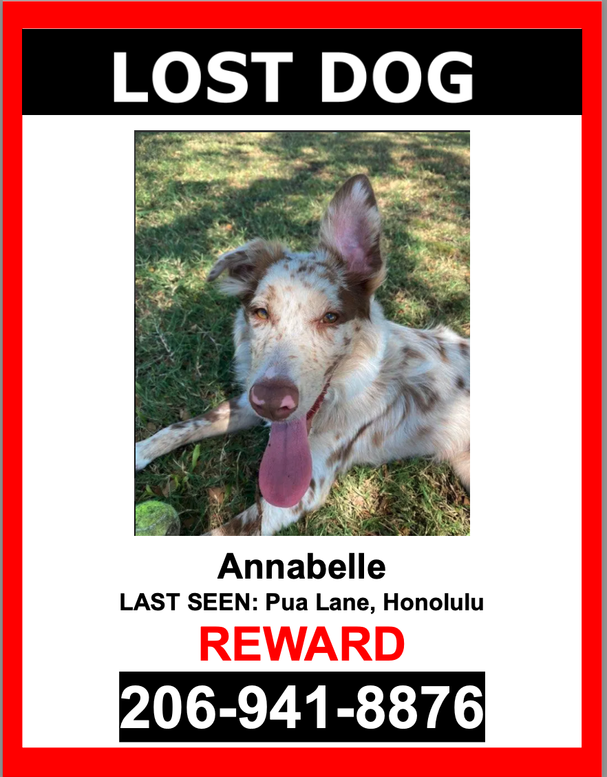 Image of Annabelle, Lost Dog