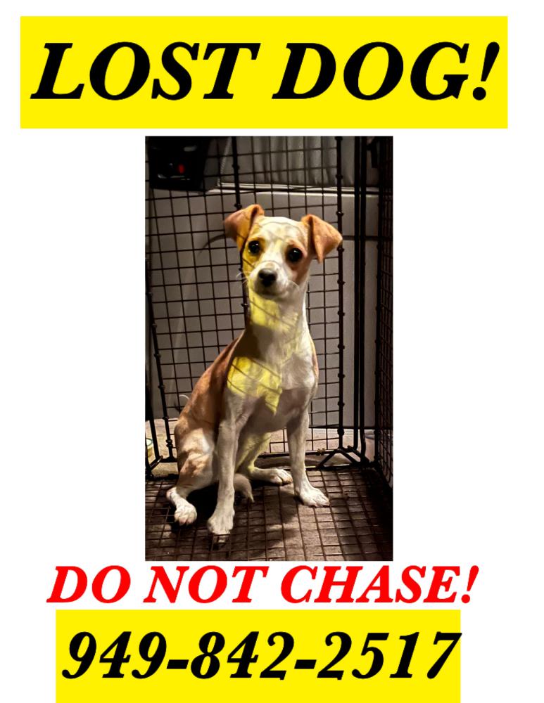 Image of Charlotte, Lost Dog