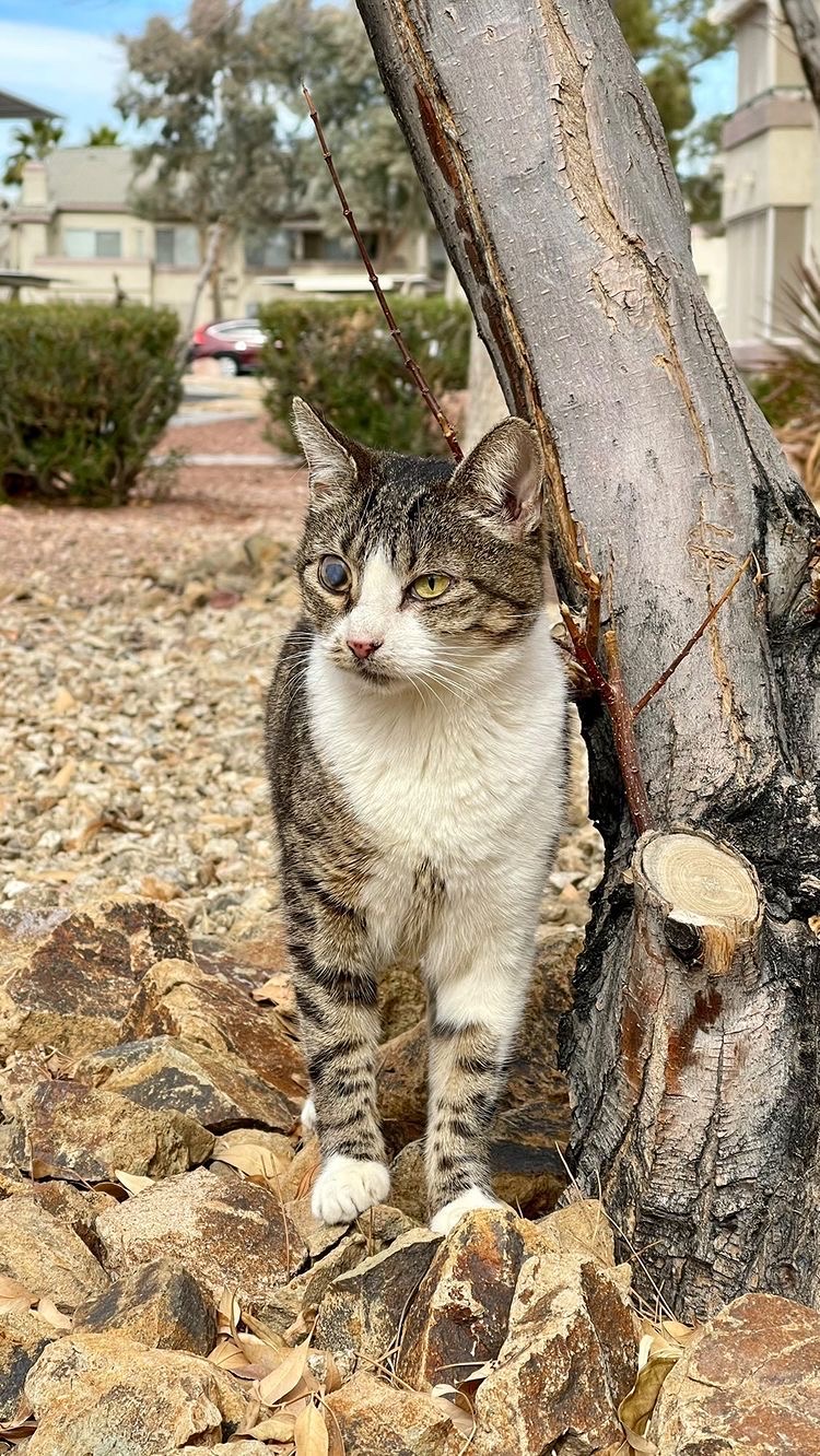 Image of Fendi, Lost Cat