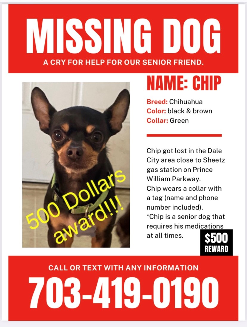 Image of CHIP, Lost Dog