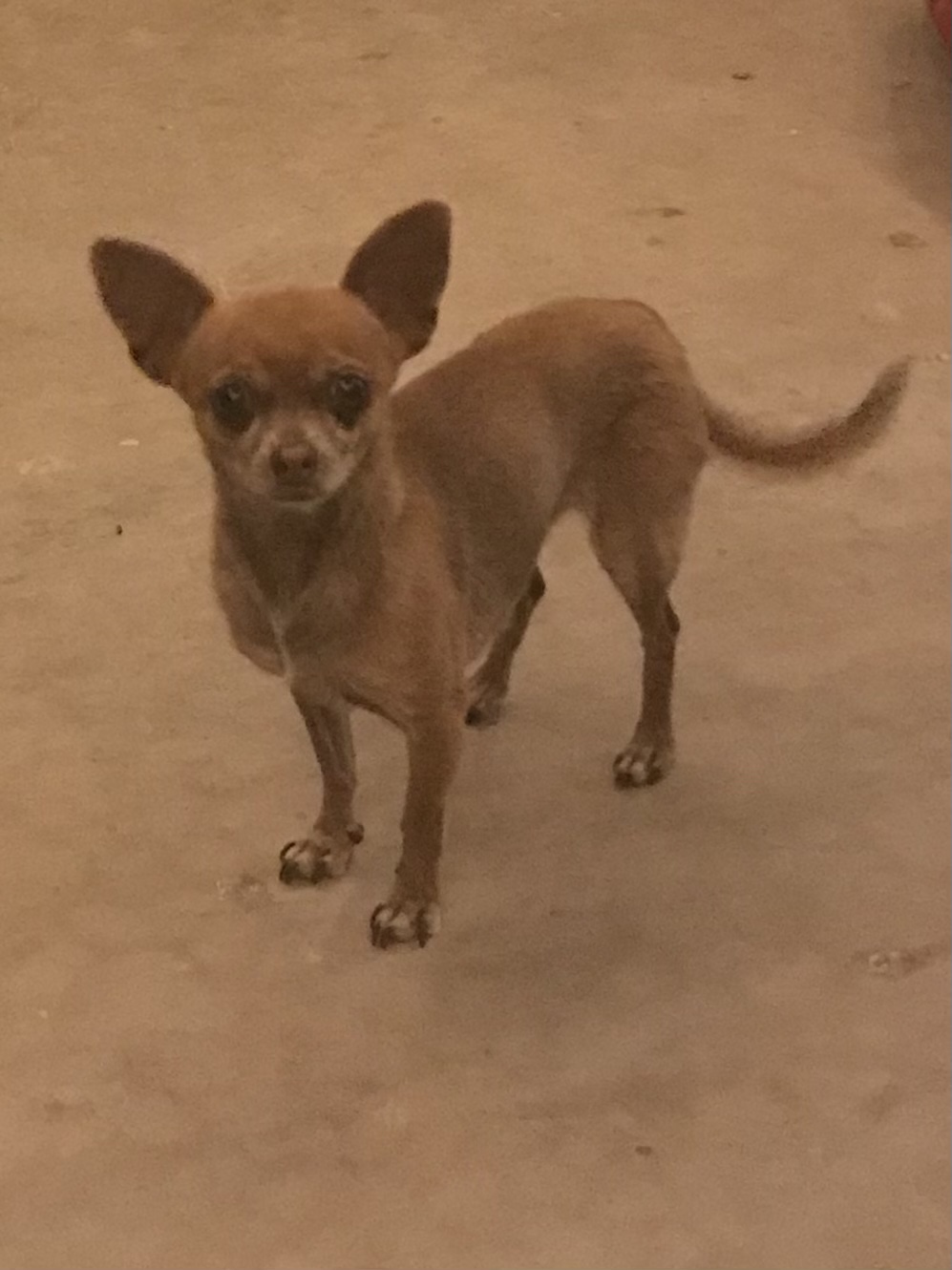Image of Daisy, Lost Dog