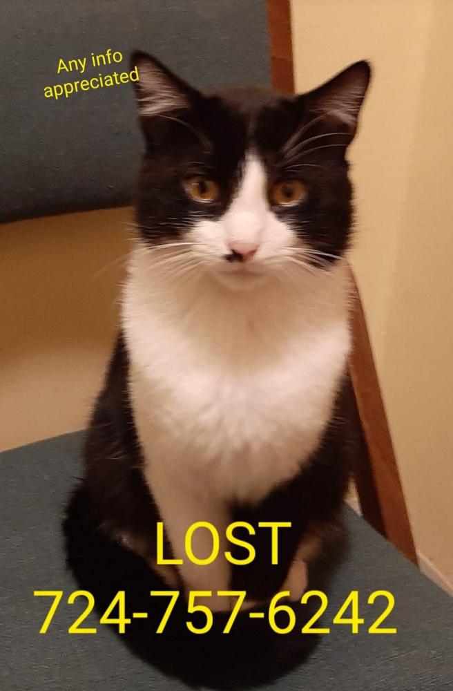 Image of Sam, Lost Cat