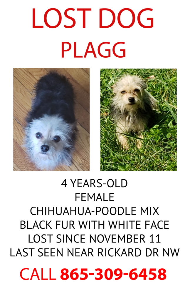 Image of Plagg, Lost Dog