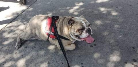 Image of BULLY, Lost Dog