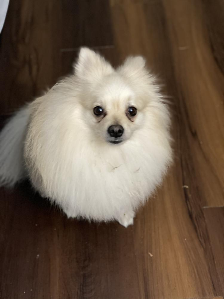 Image of Boo, Lost Dog