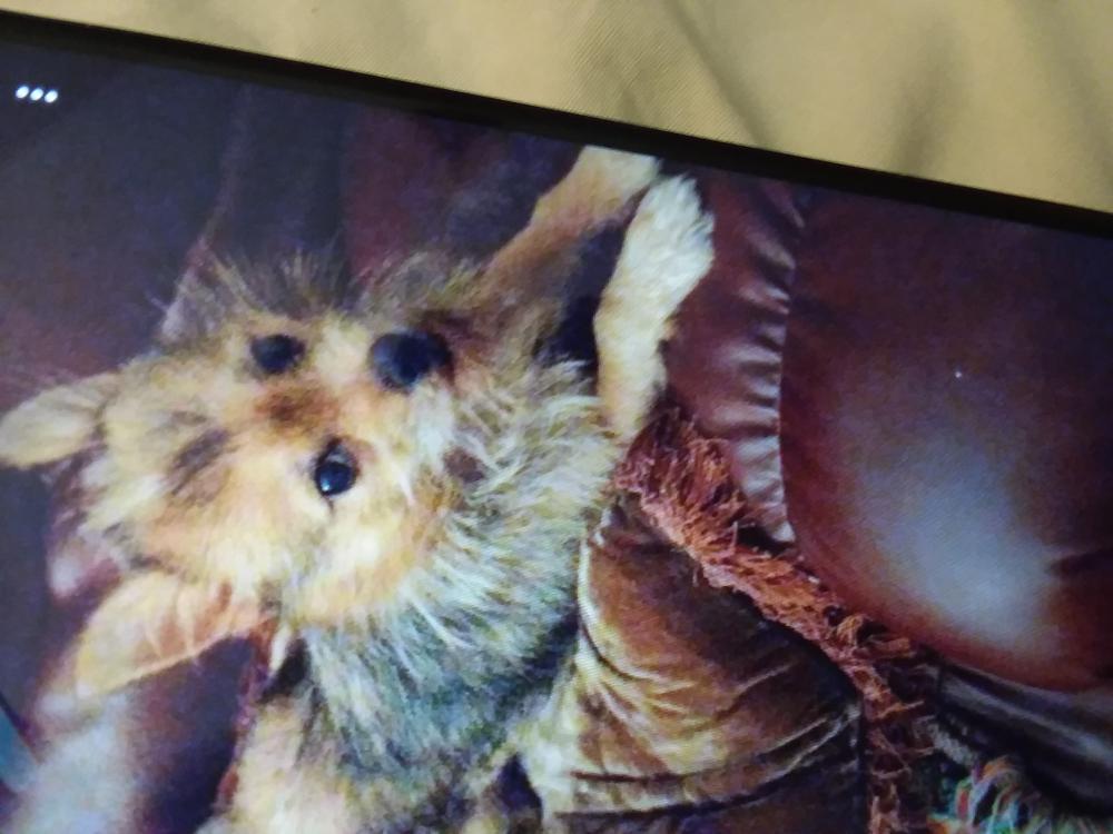 Image of PeaKy, Lost Dog