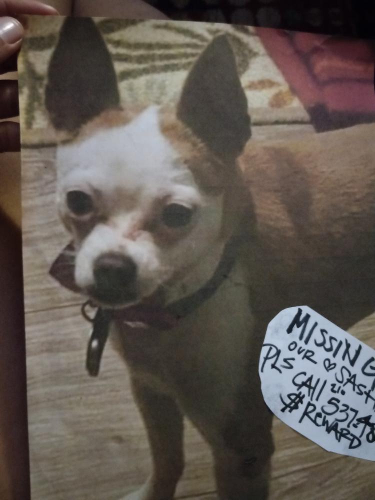 Image of Sasha, Lost Dog