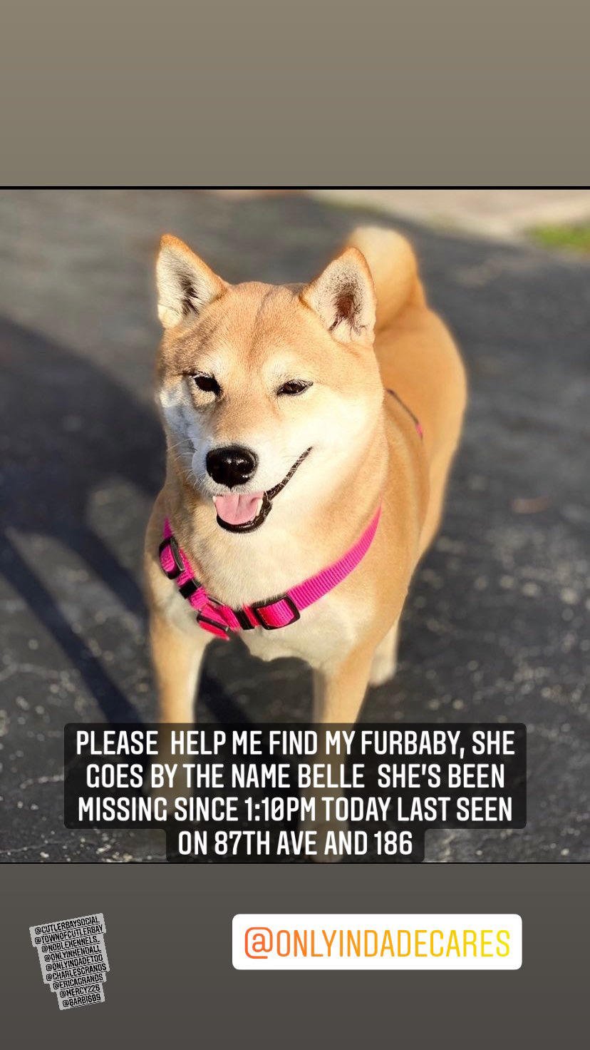 Image of Belle / shiba-inu, Lost Dog