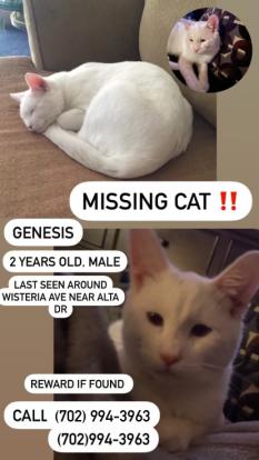 Image of Genisis, Lost Cat