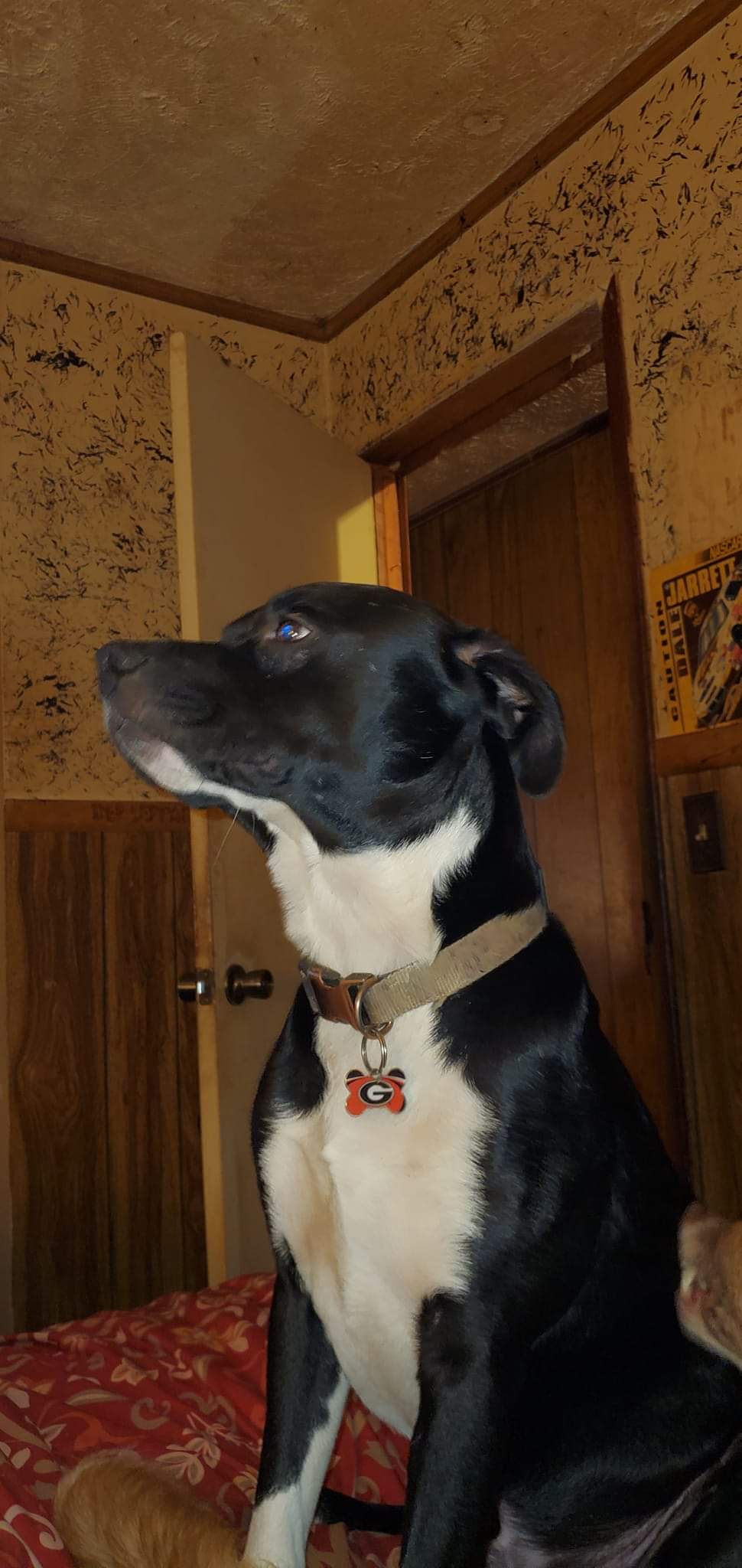 Image of Zoso, Lost Dog