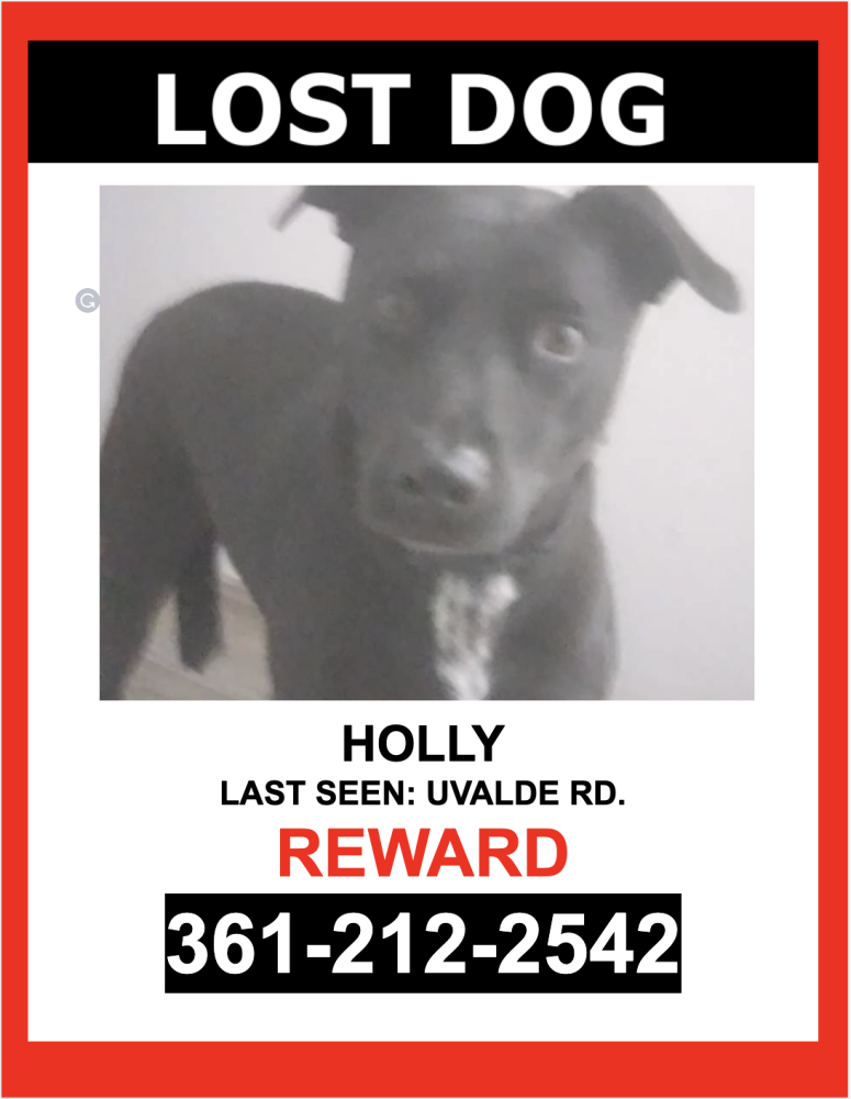 Image of Holly, Lost Dog