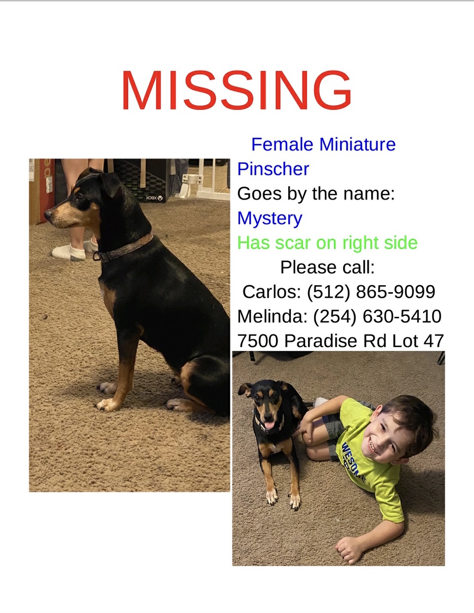 Image of Mystery, Lost Dog