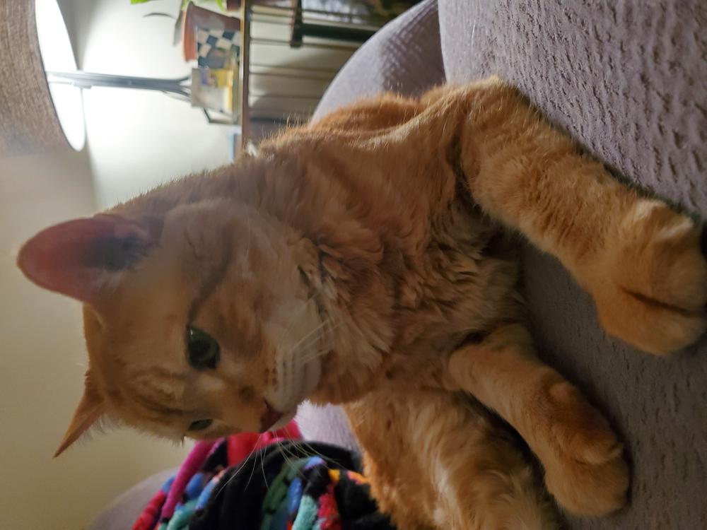 Image of Happy aka Orange Cat, Lost Cat