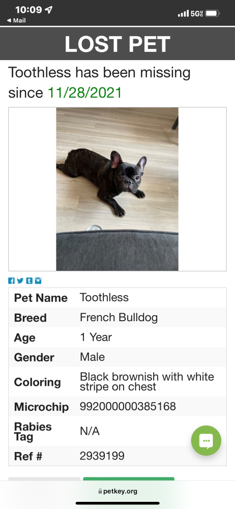 Image of Toothless, Lost Dog