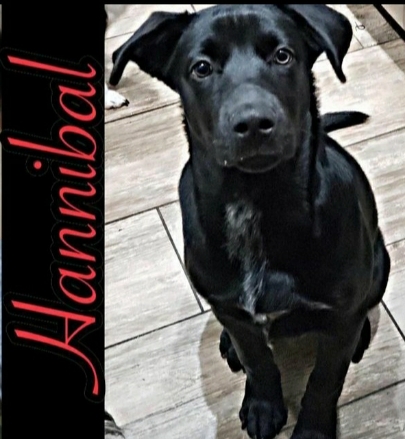 Image of Hannibal, Lost Dog