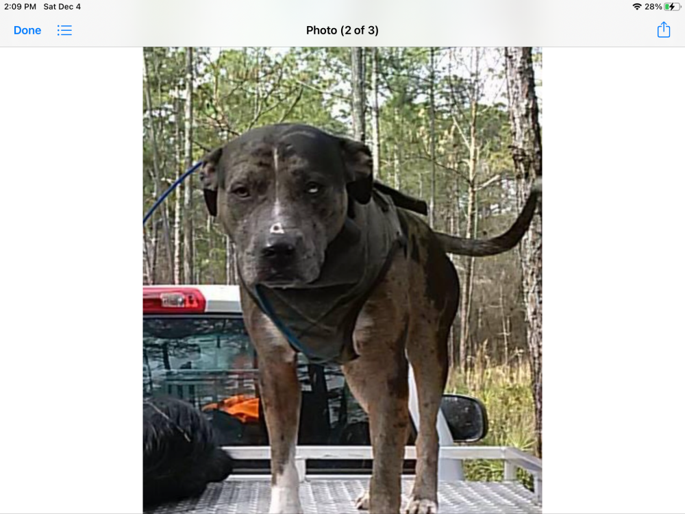 Image of Thorn, Lost Dog