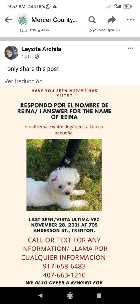 Image of Reina, Lost Dog
