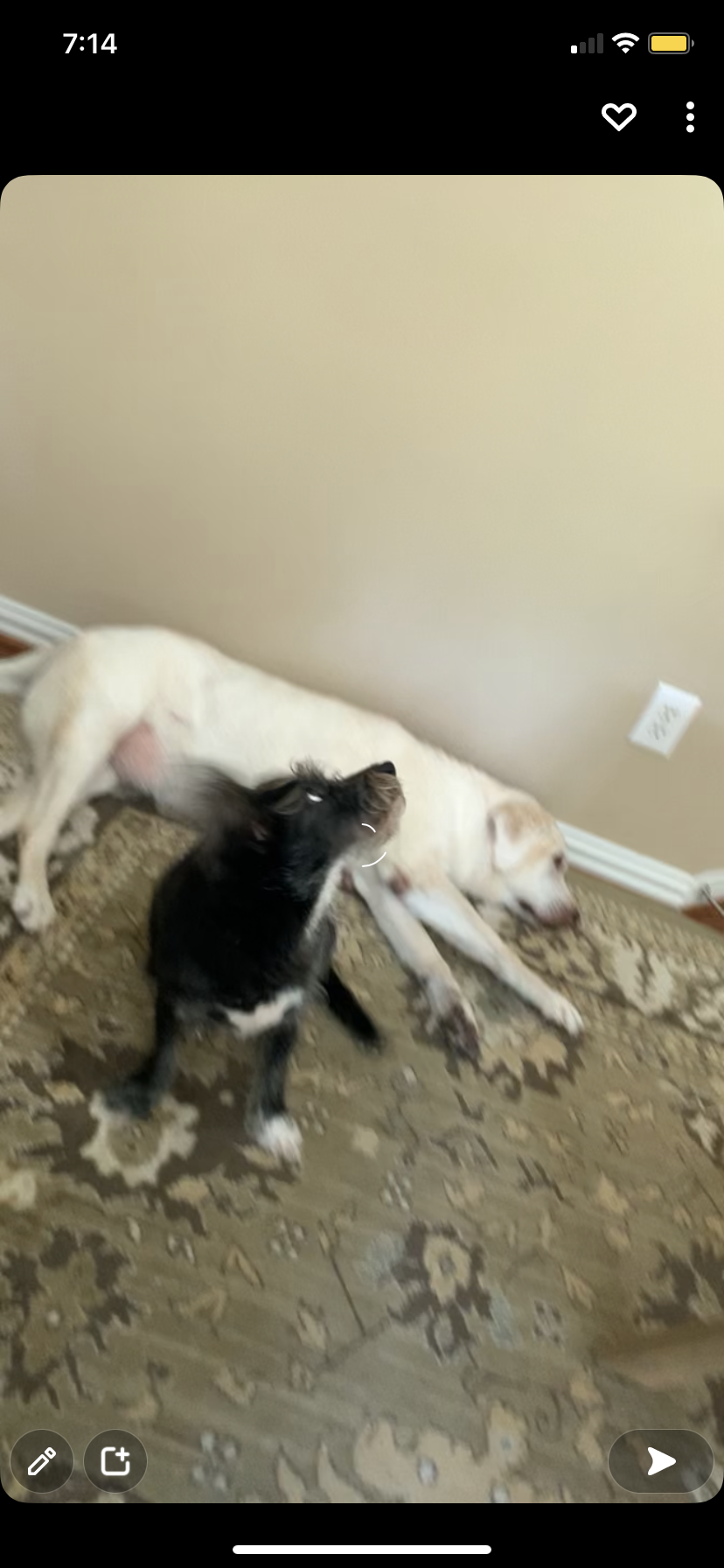 Image of Sammy and Russel, Lost Dog
