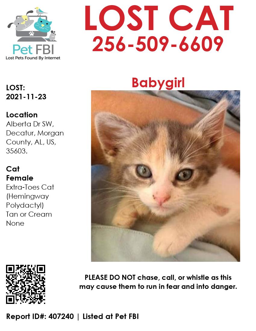 Image of Babygirl, Lost Cat