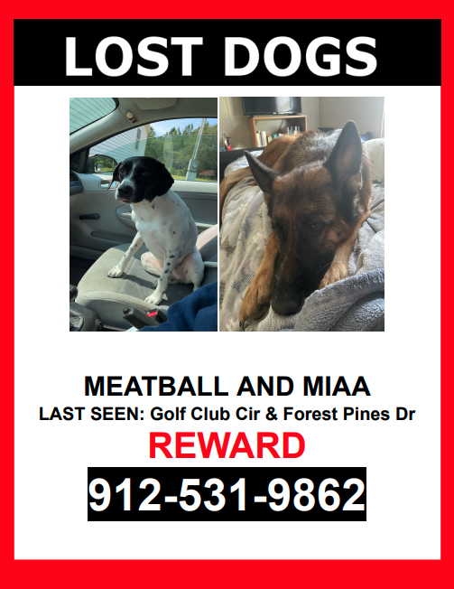 Image of Meatball & Miaa, Lost Dog