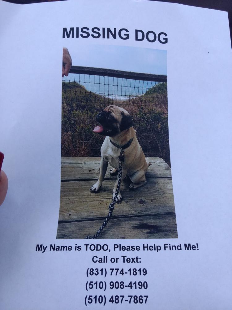 Image of Todo breed pug, Lost Dog