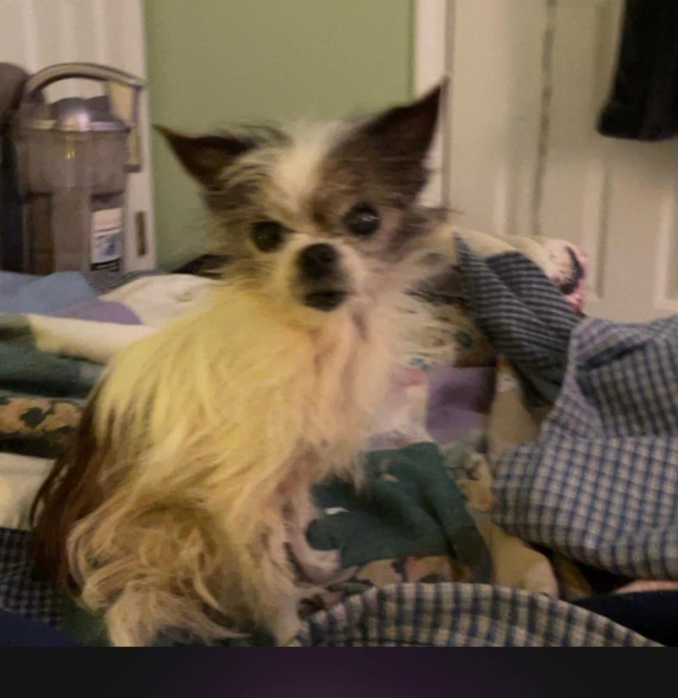 Image of Gigi, Lost Dog