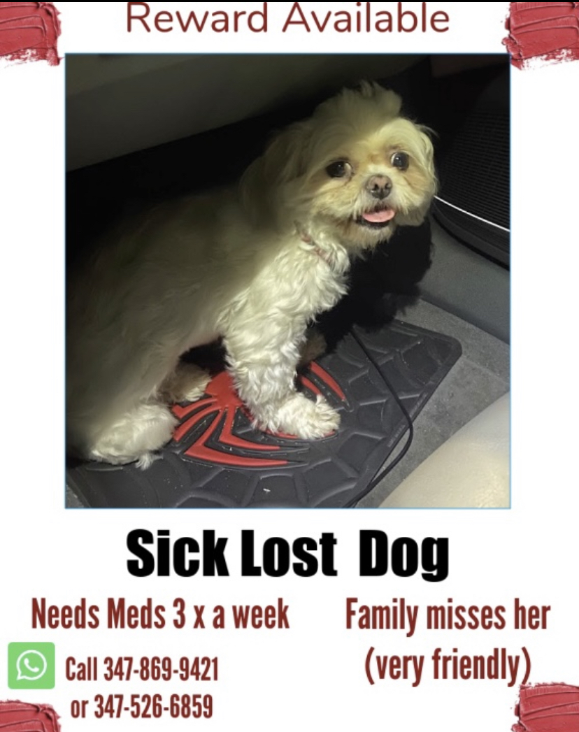 Image of Angei, Lost Dog