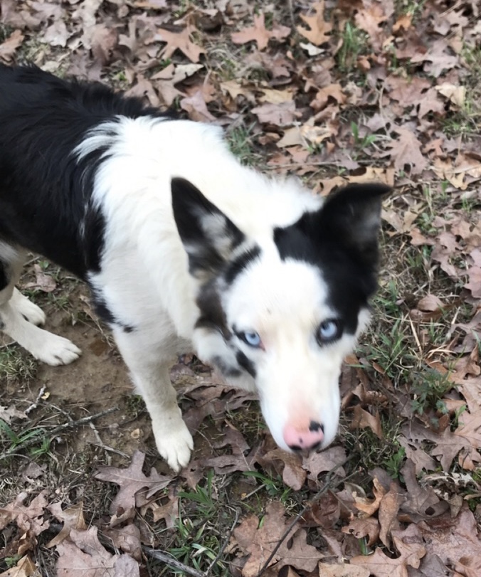 Image of Tucker, Lost Dog