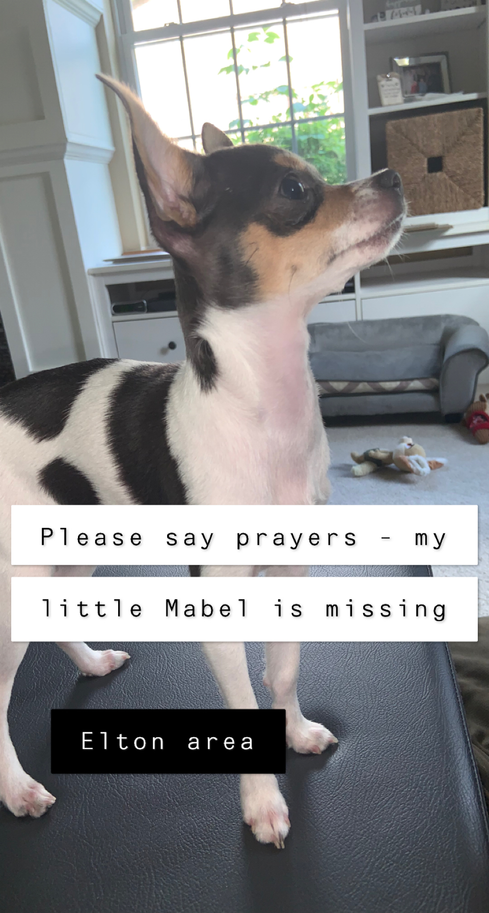 Image of Mabel, Lost Dog