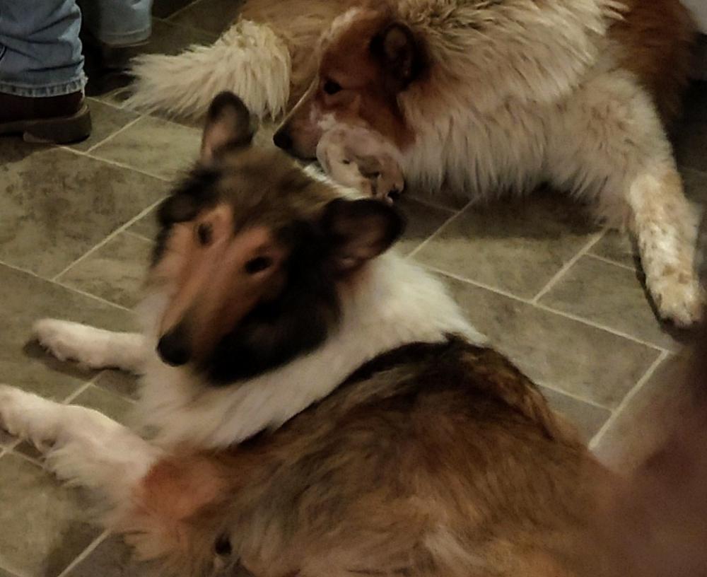 Image of Lassie, Lost Dog