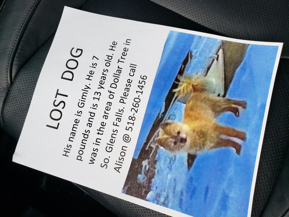 Image of Gimley, Lost Dog