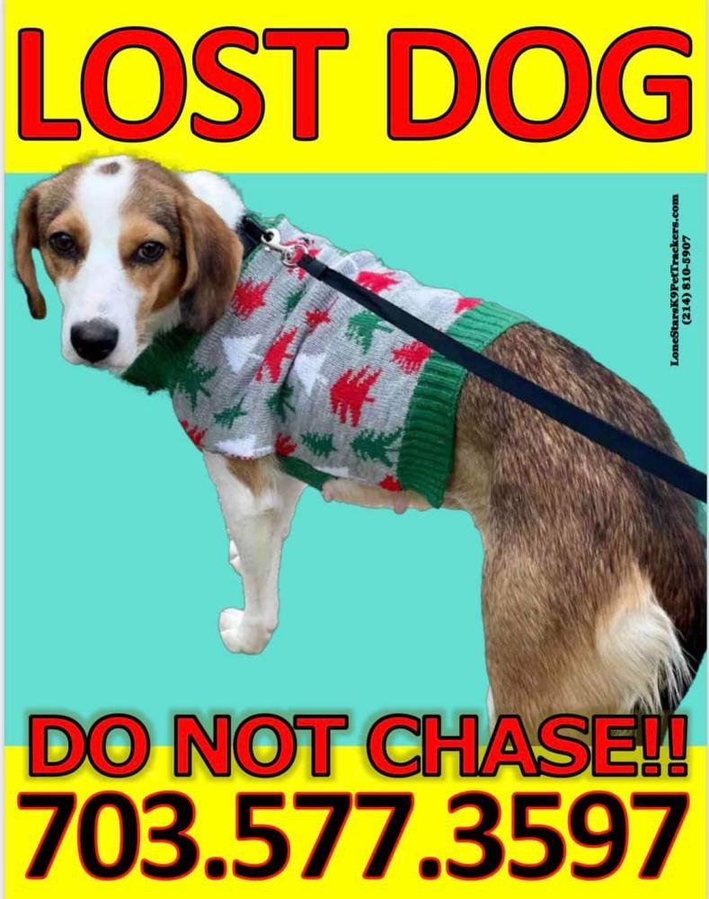Image of Plum, Lost Dog
