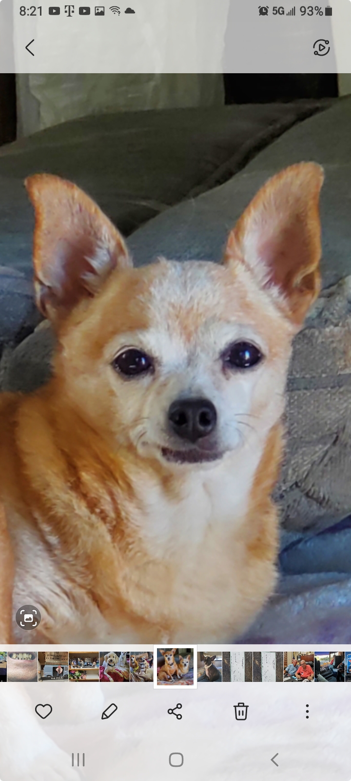 Image of Daisey, Lost Dog