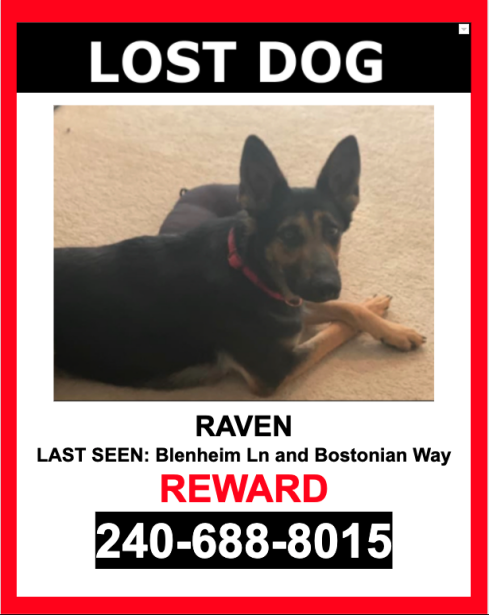 Image of Raven, Lost Dog