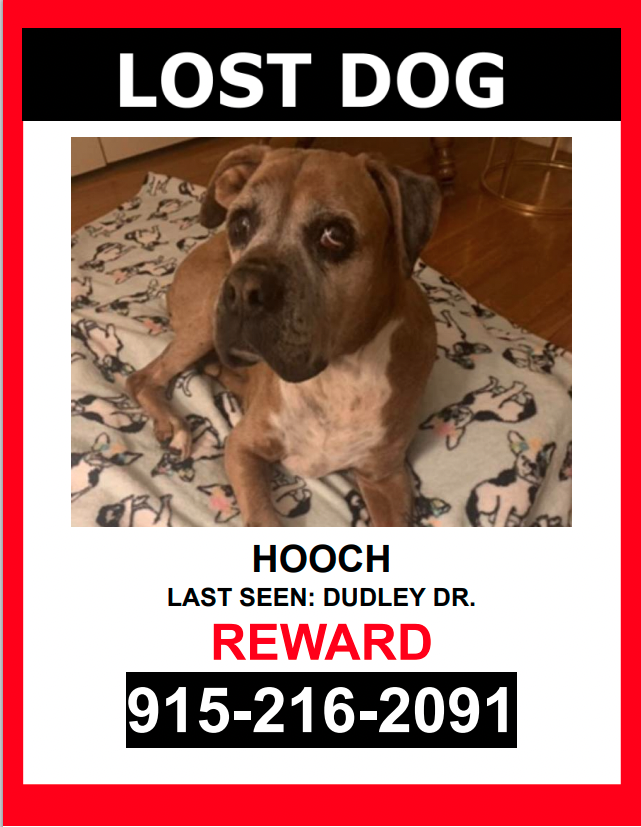 Image of Hooch, Lost Dog