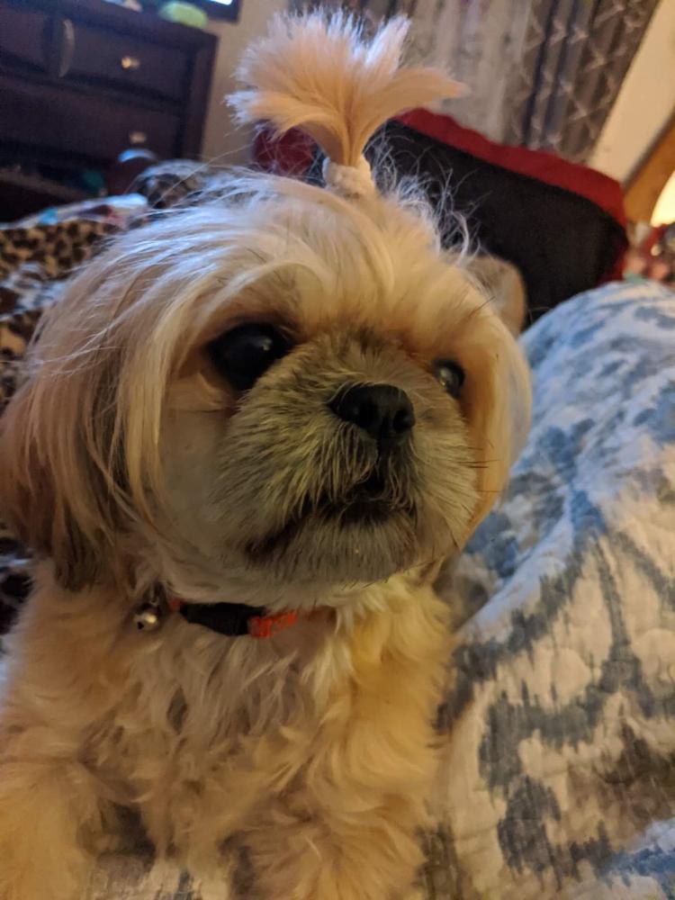 Image of Misty Marie, Lost Dog