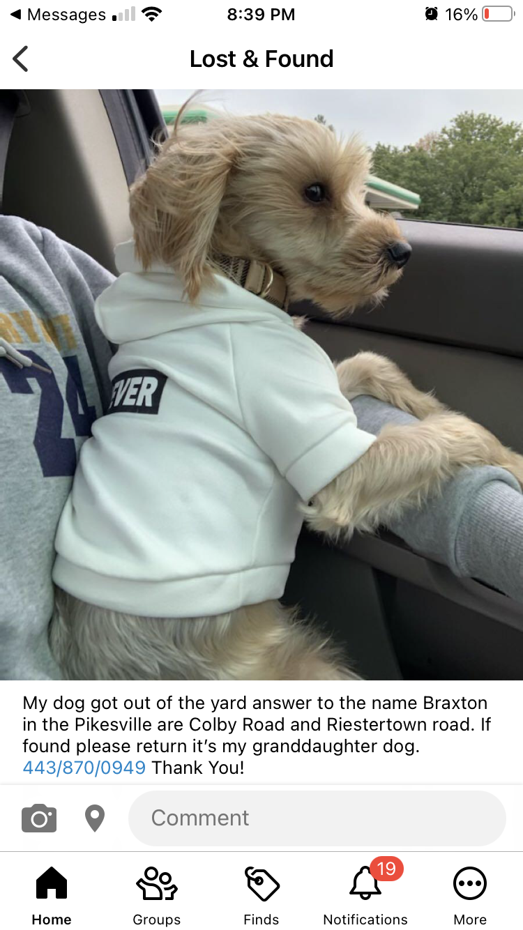 Image of Braxton, Lost Dog