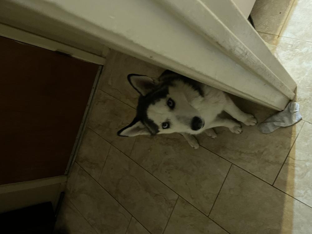Image of Khaleesi, Lost Dog