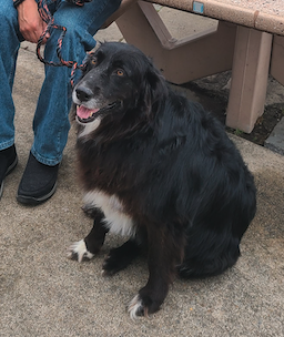 Image of Amos, Lost Dog