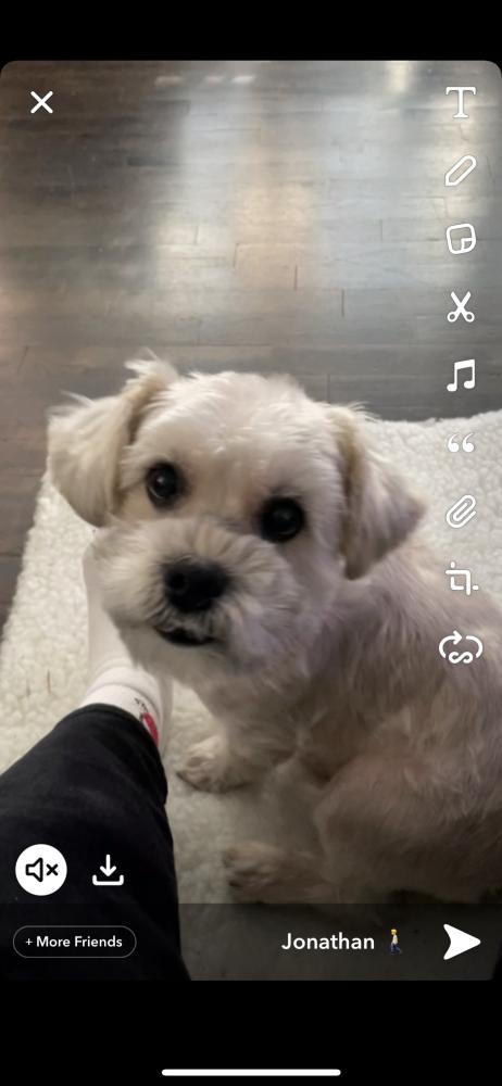 Image of Puchis, Lost Dog